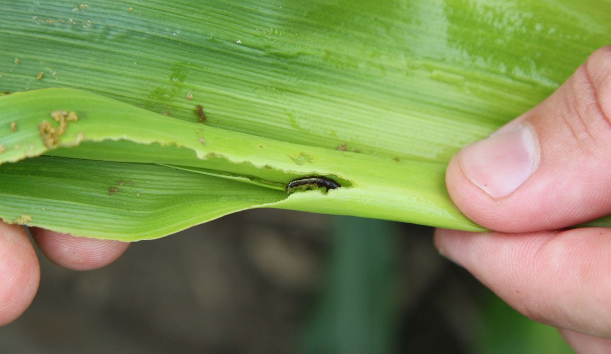 Green corn leaf with common stalk borer caterpillar within.