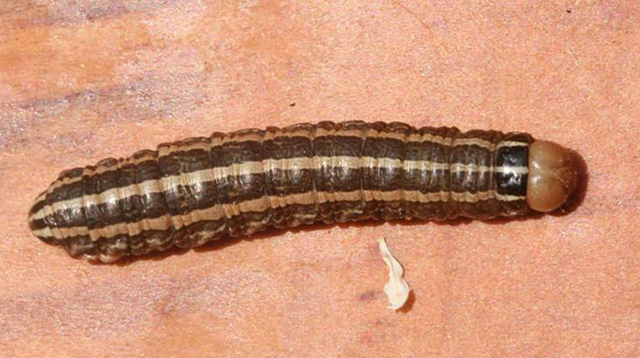 Brown caterpillar with 3 pale stripes running the length of its body. The head is tan.