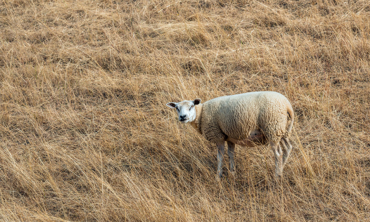 Lone sheep grazing drought-stressed rangeland.