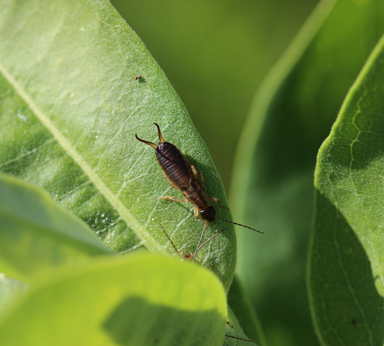 Brown insect with two pincher like appendages at the end of its body.