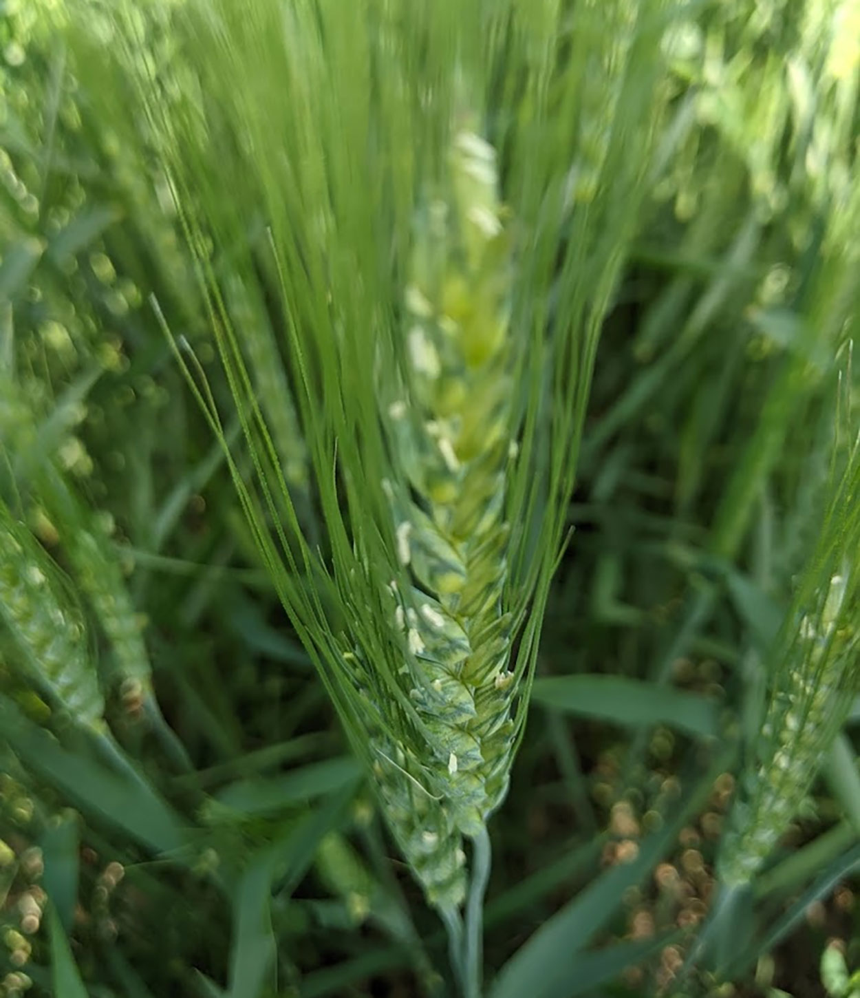 A wheat head showing the start of the flowering period. This growth stage is the best time to apply a fungicide to manage Fusarium head blight.