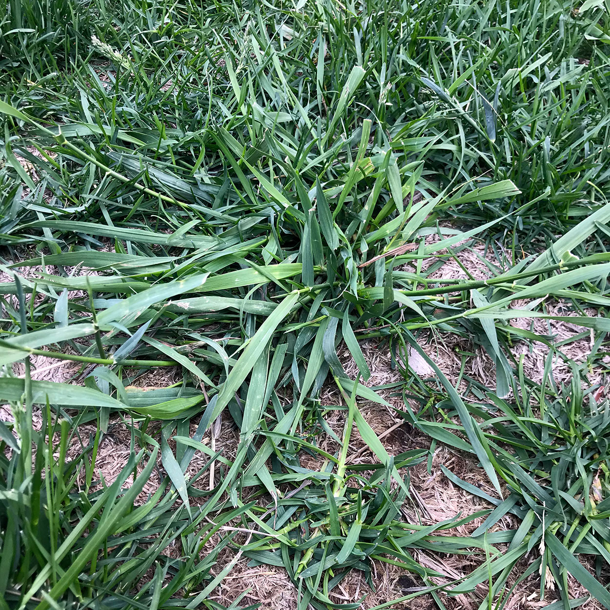 Large patch of grab grass growing on lawn.
