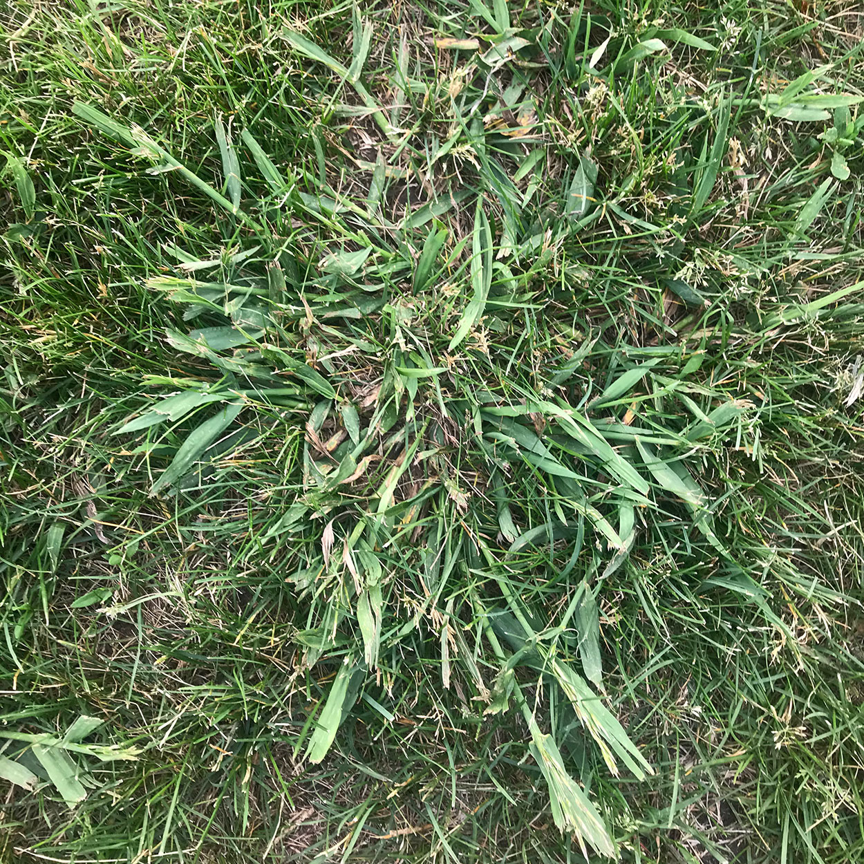 Grab grass spreading throughout a patch of turf.