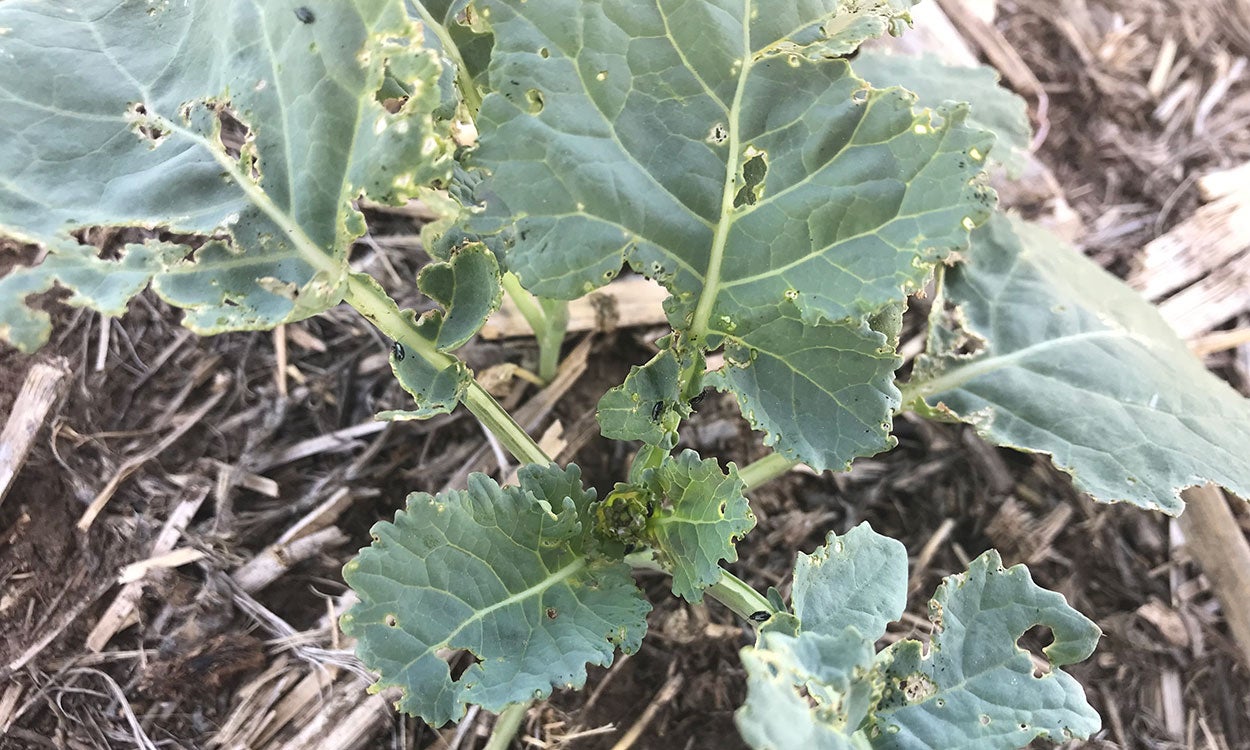 Canola leaves with irregular holes.