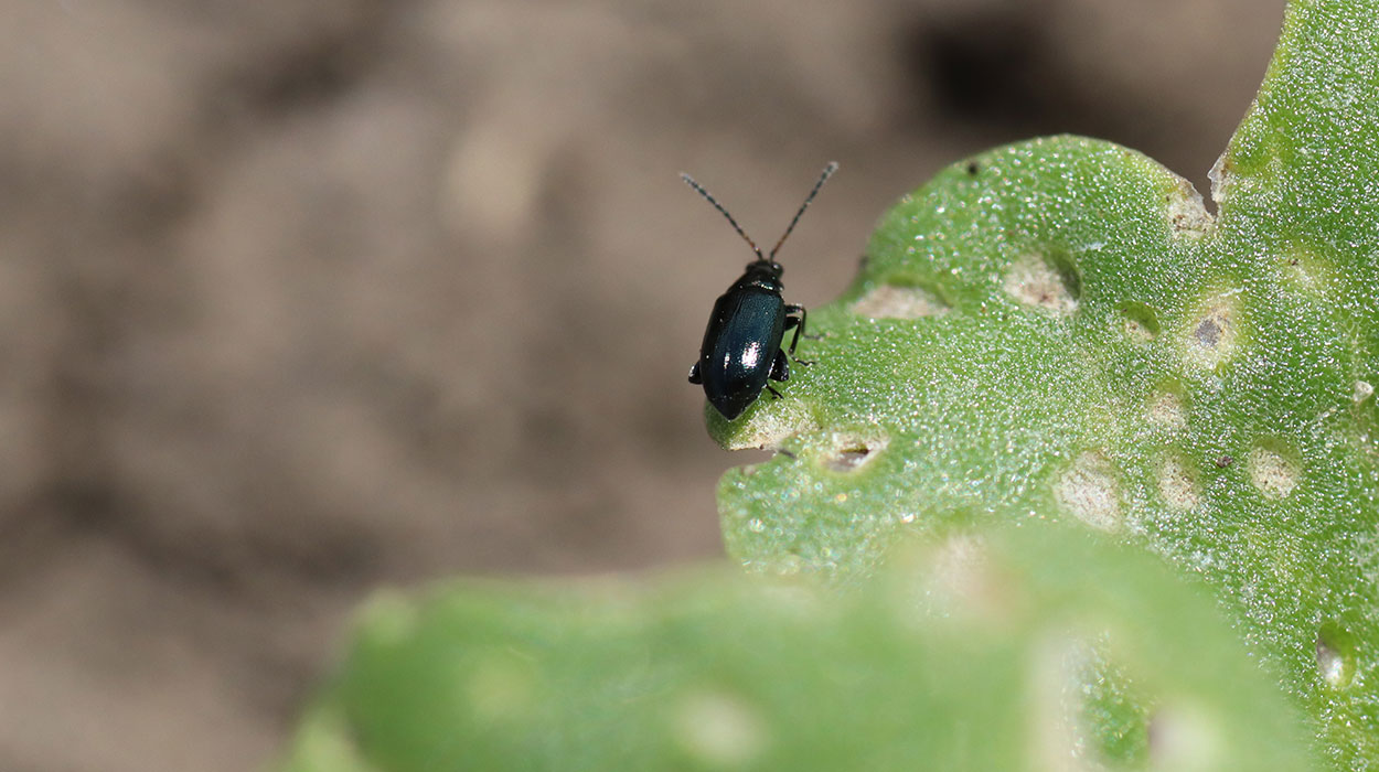 Black flea beetle on a canola leaf.