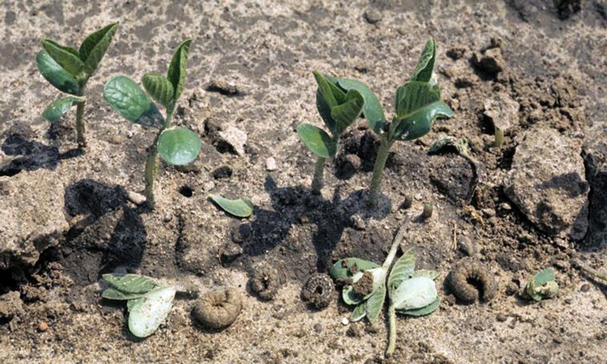 Soybean plants cut by cutworm caterpillars.