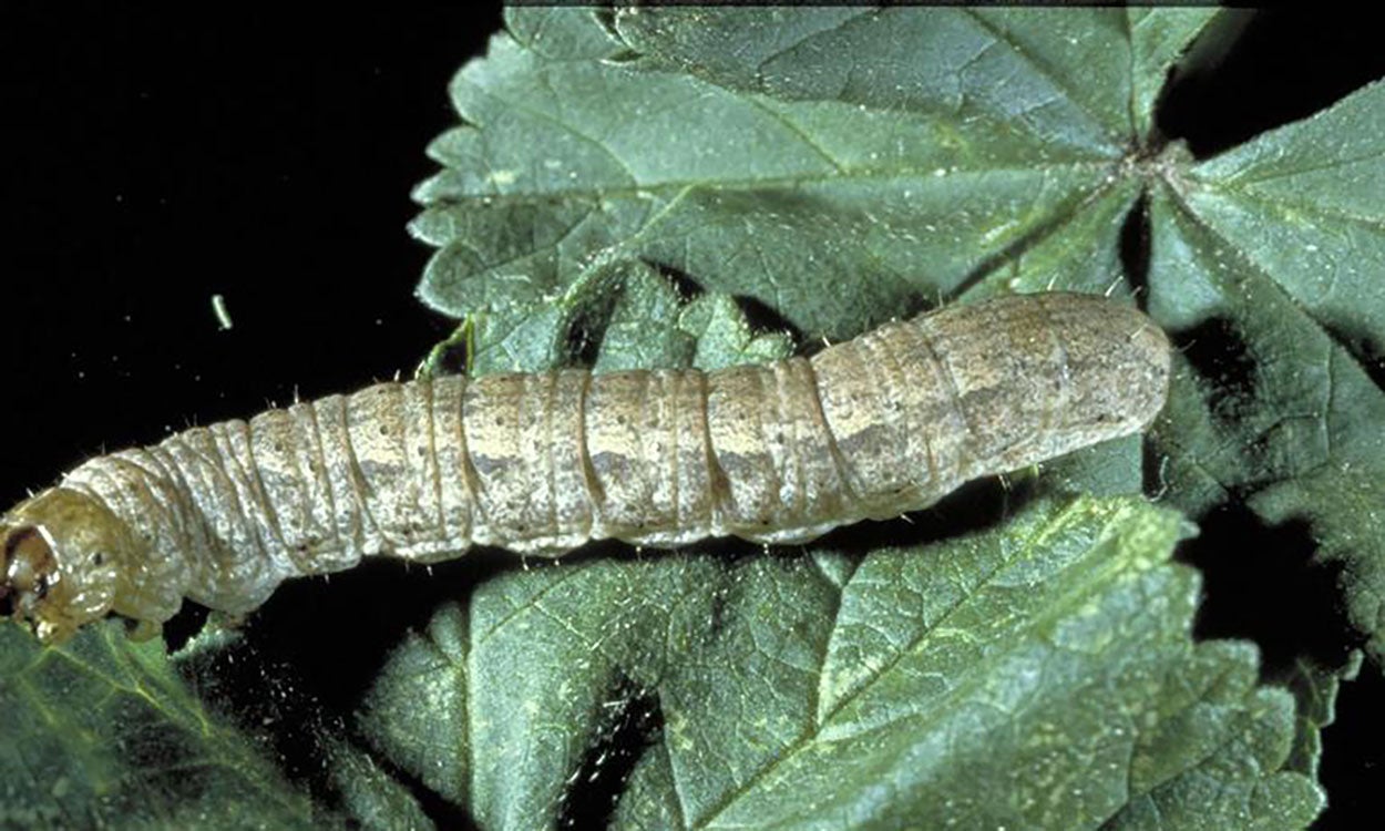 Dingy cutworm caterpillar.