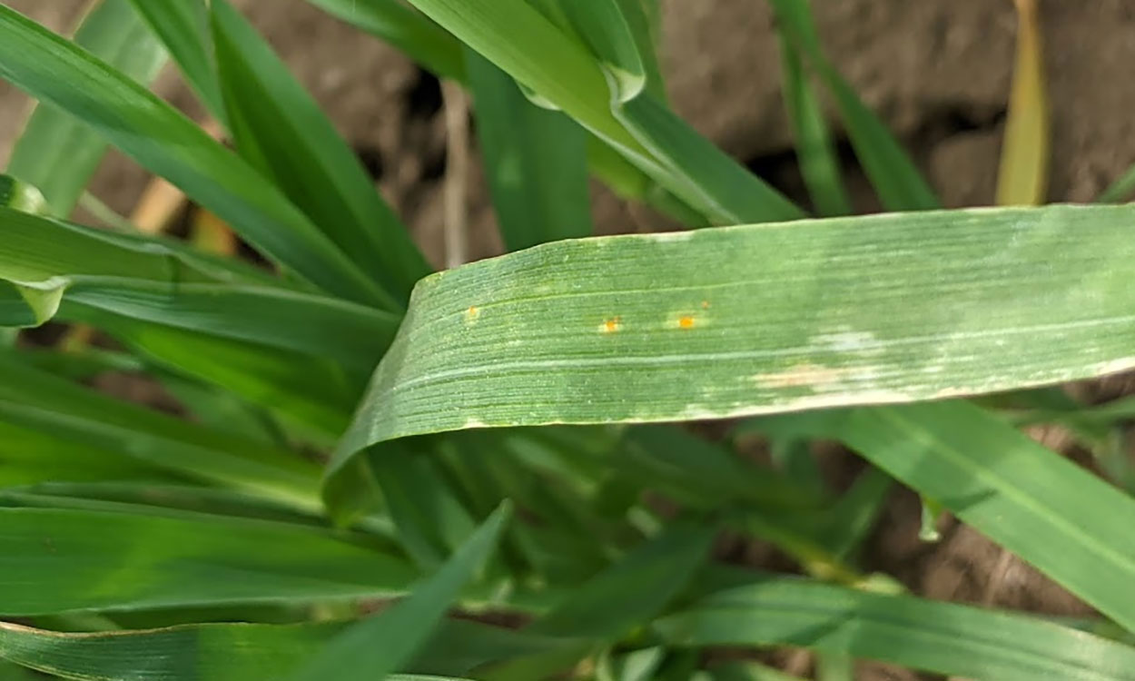 Oat leaf with very low crown rust.