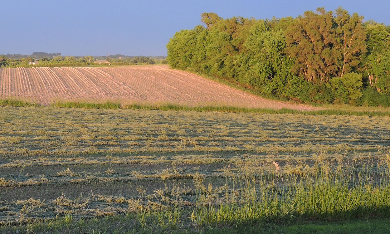 A green cut alfalfa field dries as the sun sets.
