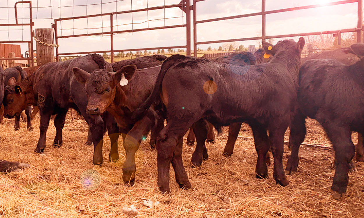 Group of black angus calves in a pen under summer heat.