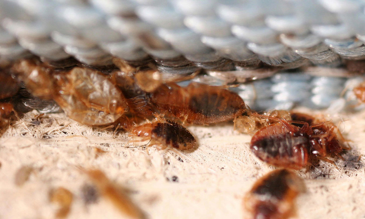 Bed bugs grouped together where the fabric and wood join on a box spring.