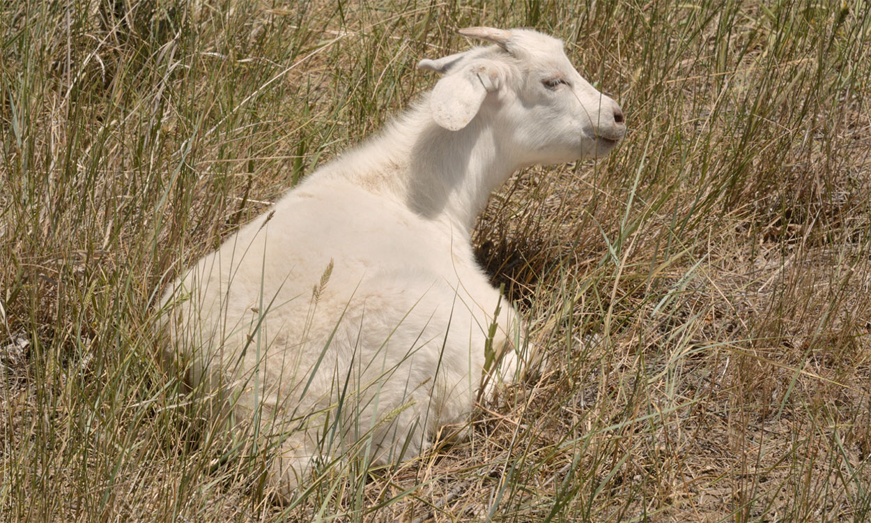 White goat resting in a drought-stressed pasture.