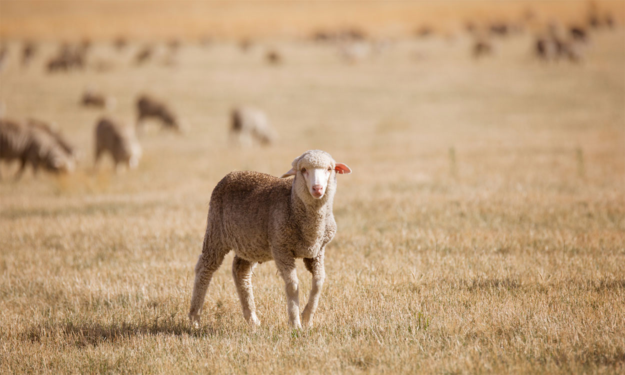 Flock of white sheep in drought-stressed pasture.