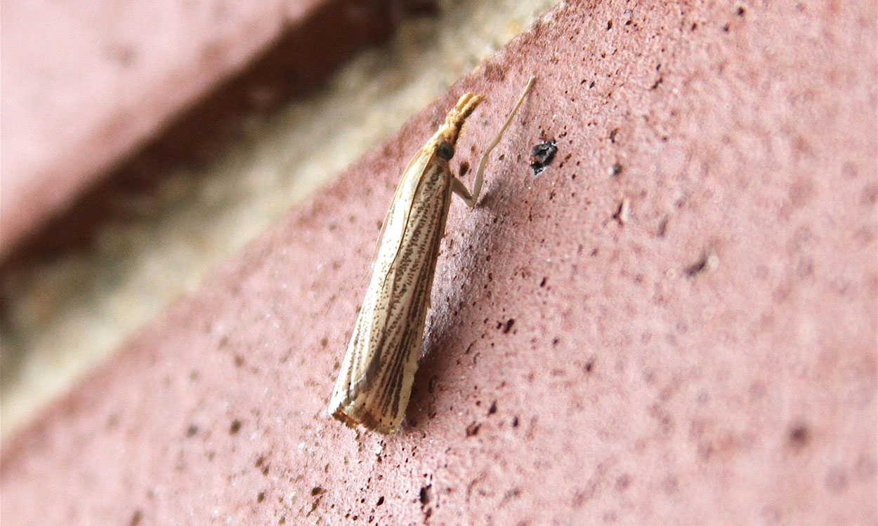 W 01077 01 Sod Web Worm Moth Garden Pest 