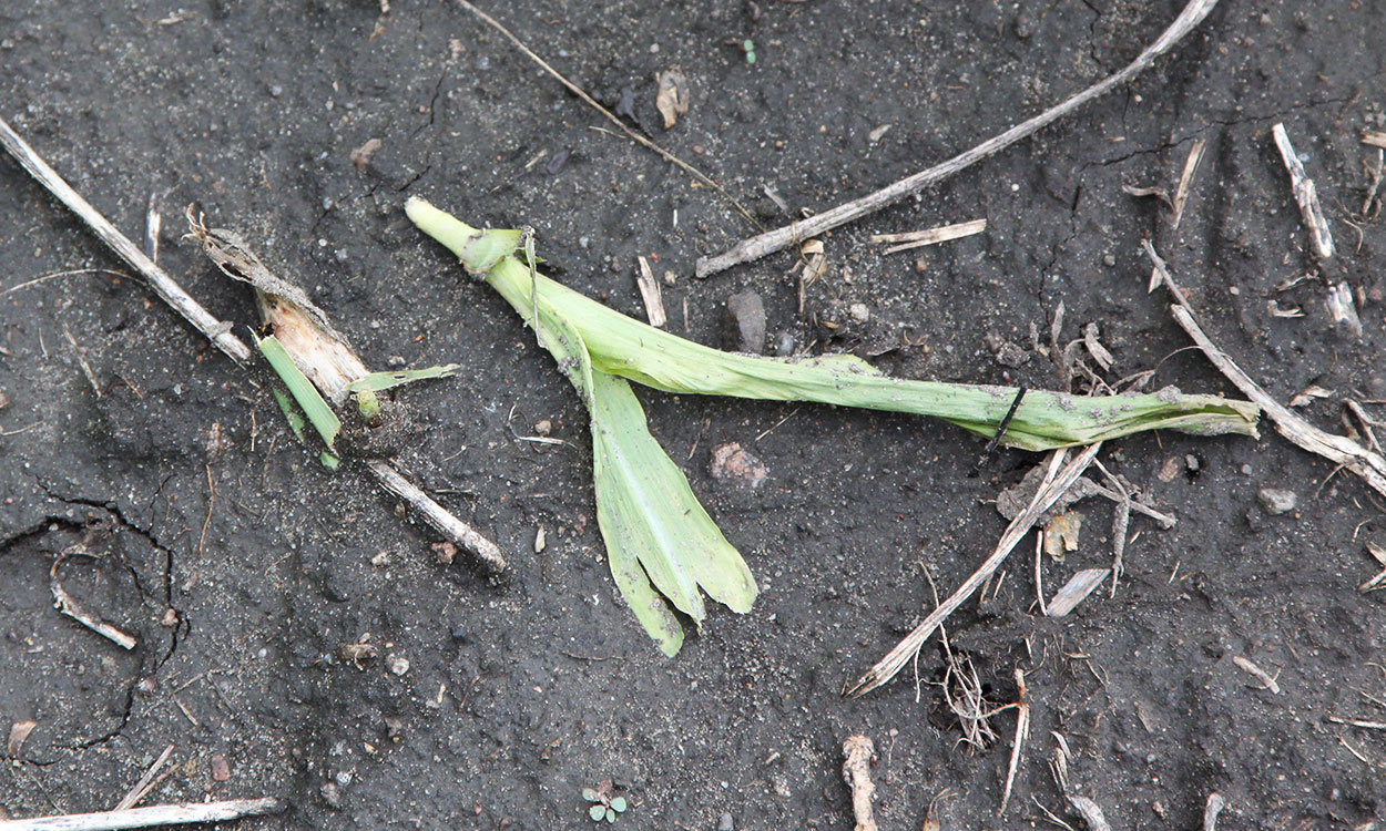 A small green corn plant that has been cut and is laying on the ground.