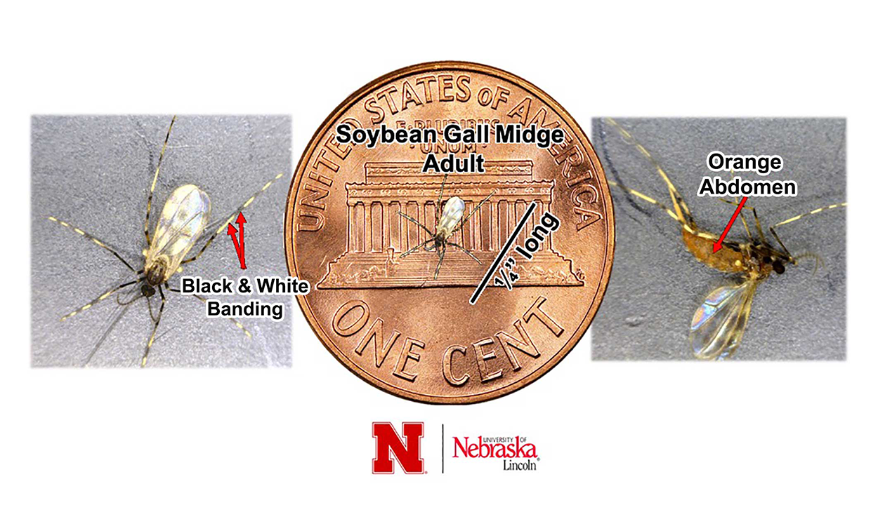 Three images of a small fly on gray background and also present on a penny. For an in-depth description, call SDSU Extension at 605-688-6729.