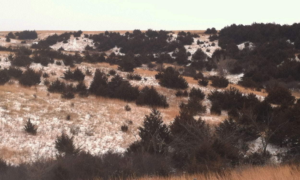 Rangeland covered with dense thickets of maturing cedar trees.