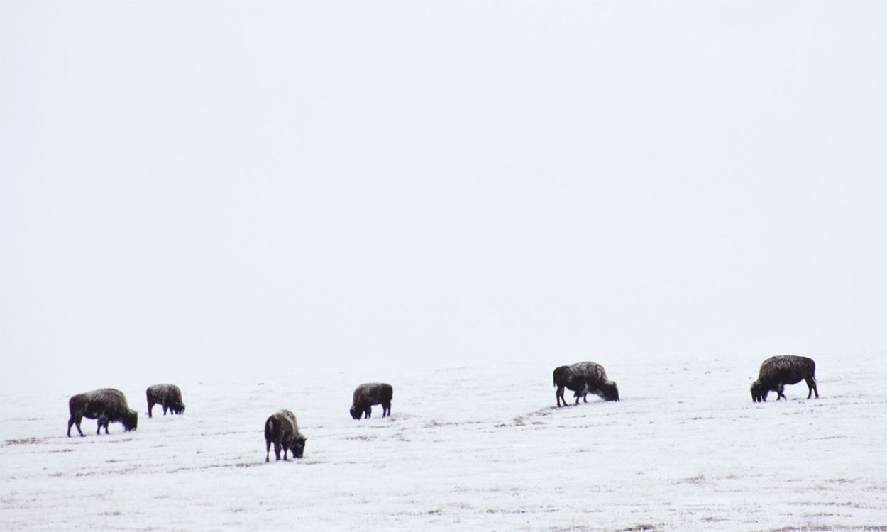 Small group of bison grazing winter pasture.