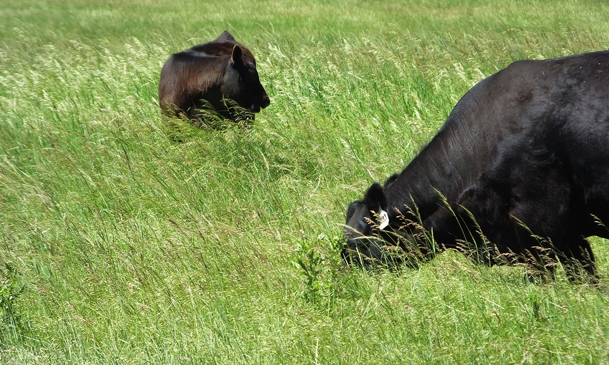 What Makes Grass-Fed Beef Different, and Are You Buying the Real Thing?