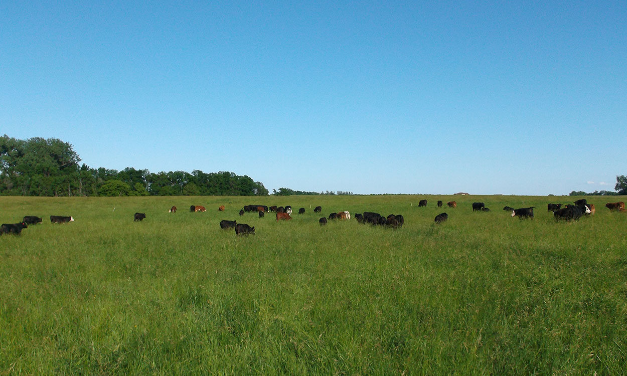 Herd of mixed cattle grazing in a well-kept pasture.