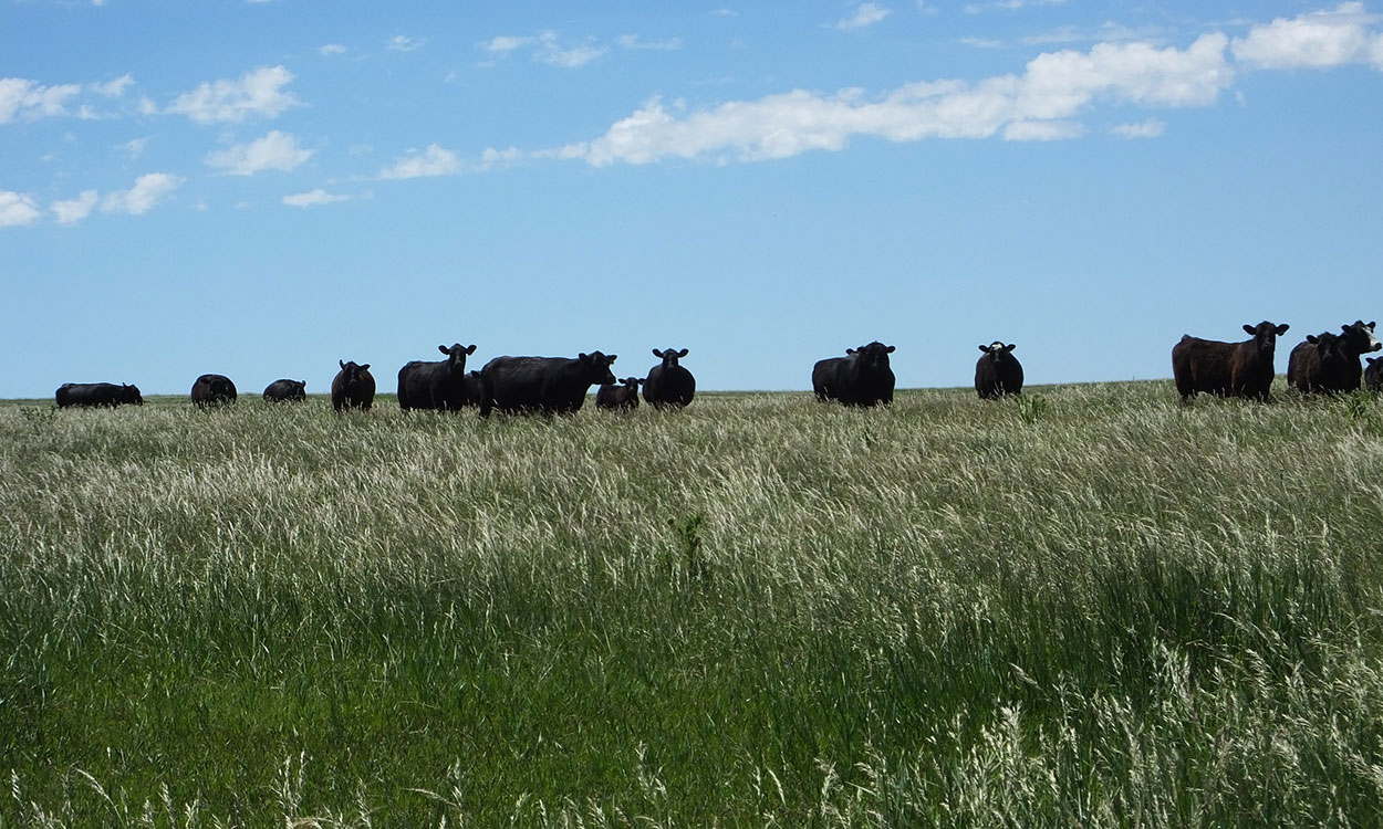 Herd of black angus cattle grazing in a well-managed, grassland area.