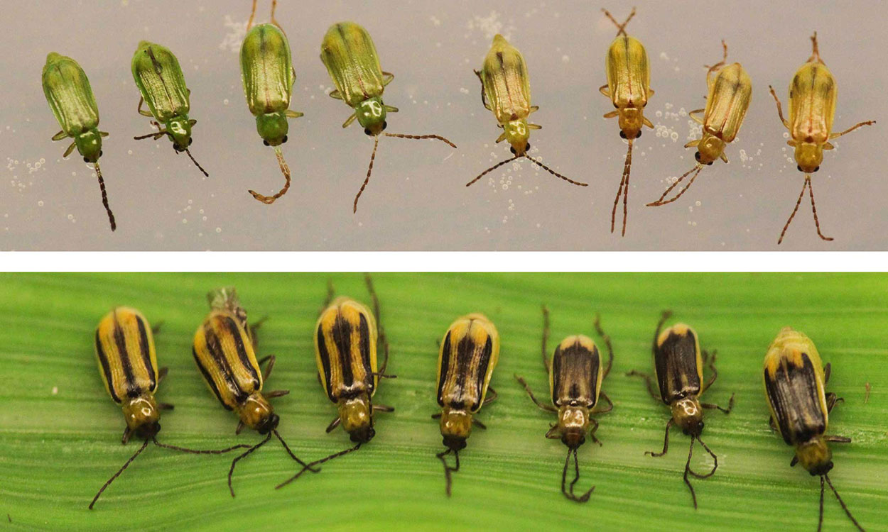 Eight green beetles in a row in the top half of the image and a row of seven yellow beetles with varying black stripes in the bottom half of the image.