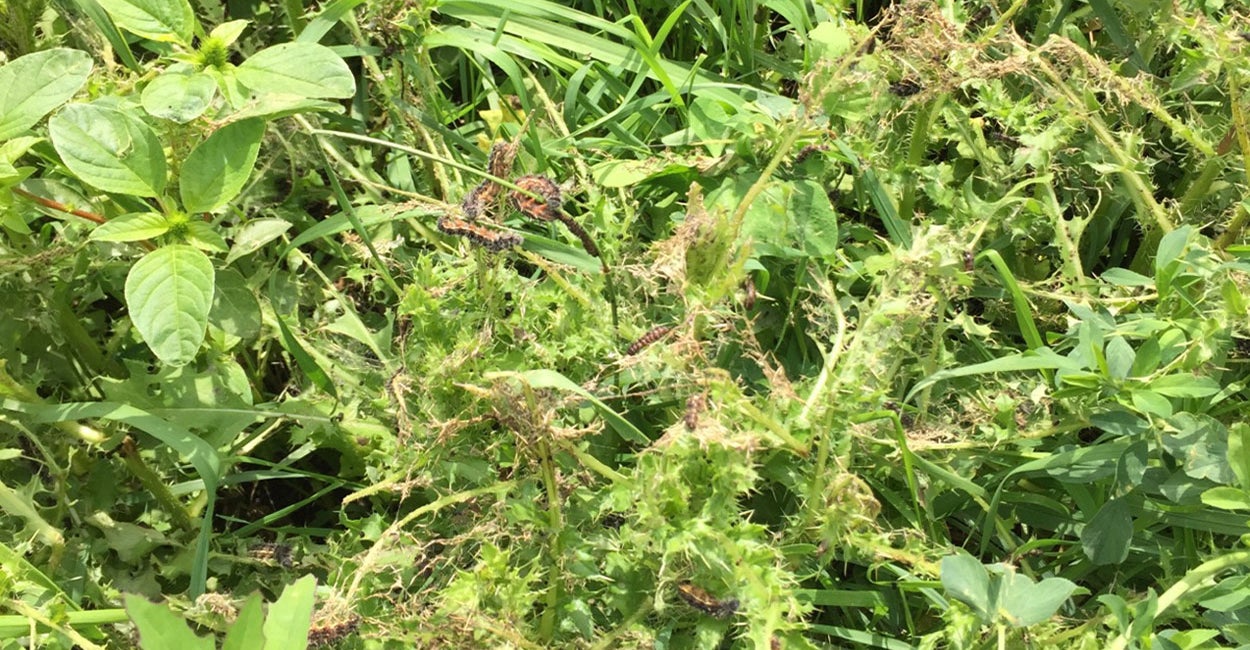 Black caterpillars with white stripes feeding on green Canada thistle.