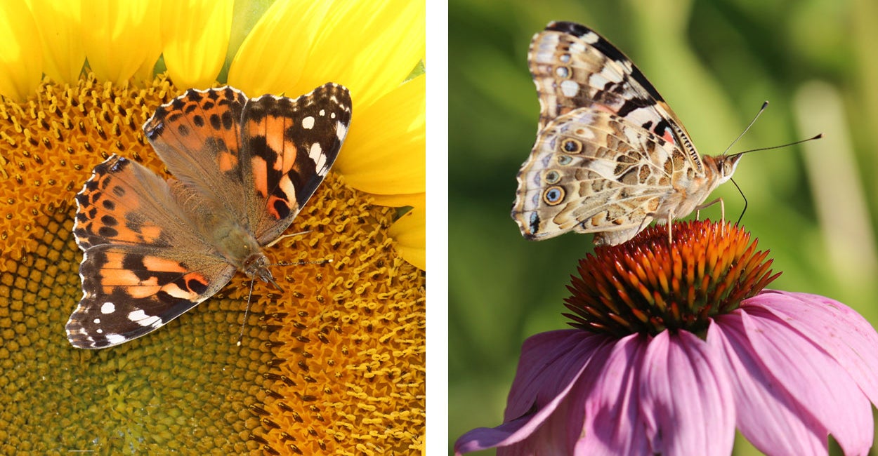 Left: Orange and brown butterfly with white spots sitting with wings spread on a sunflower head. Right: Butterfly sitting on purple flower with its wings closed.