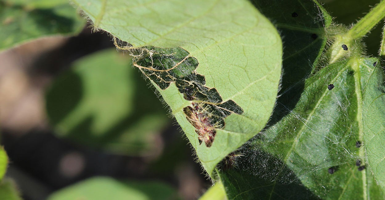 Black caterpillar feeding on green soybean leaf.