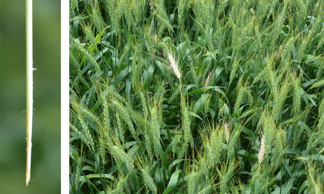 Left: Wheat head peduncle showing insect feeding at the base. Right: Bleached wheat heads due to stem maggot feeding.
