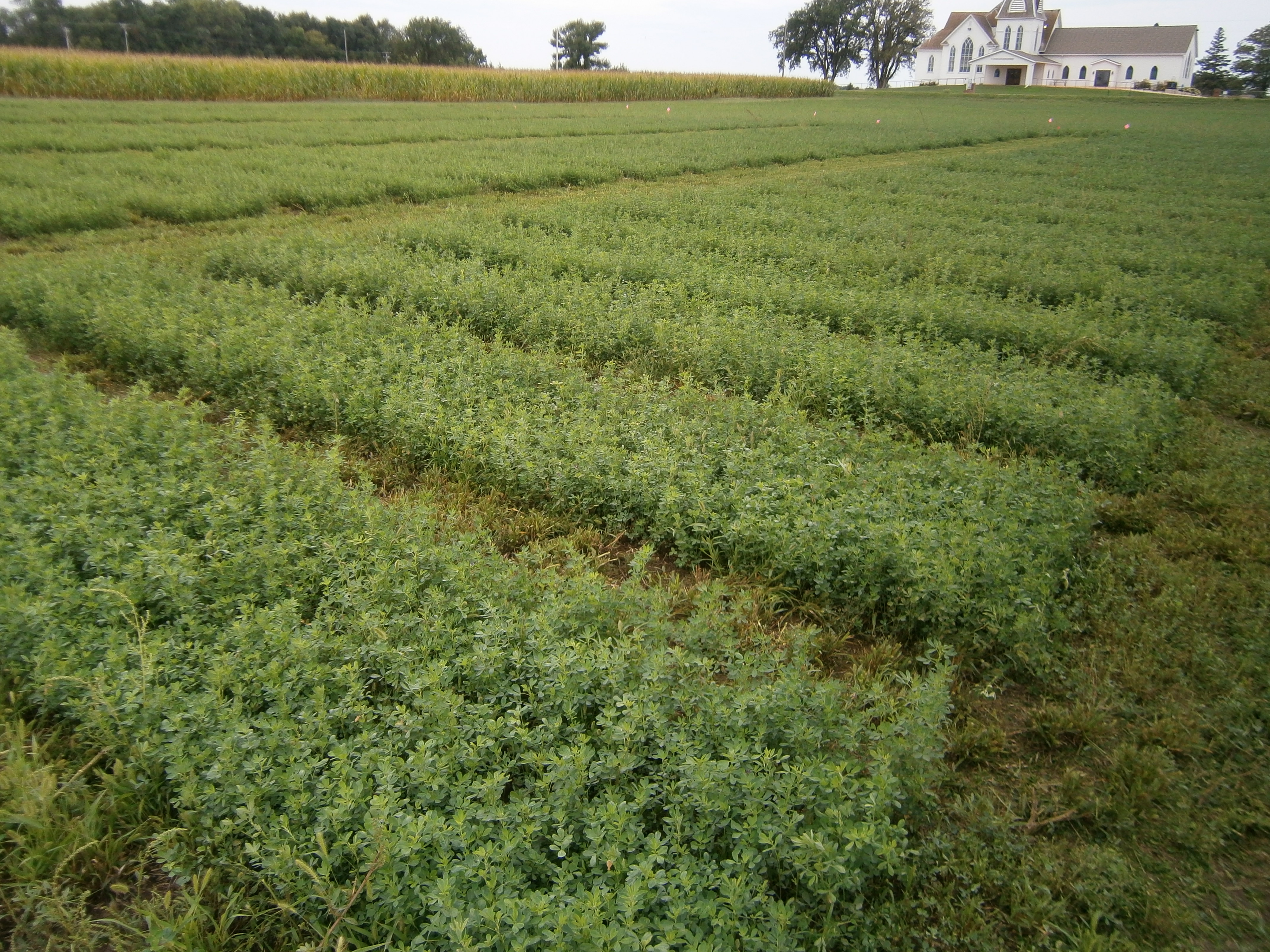 several plots of alfalfa