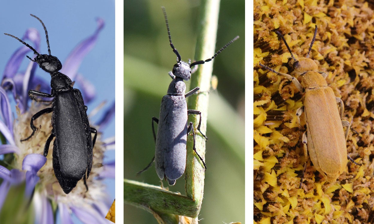 Three beetles. From left: Black colored blister beetle on a purple flower. Gray colored blister beetle on a green alfalfa stem. Orange-brown colored blister beetle feeding on a sunflower head.