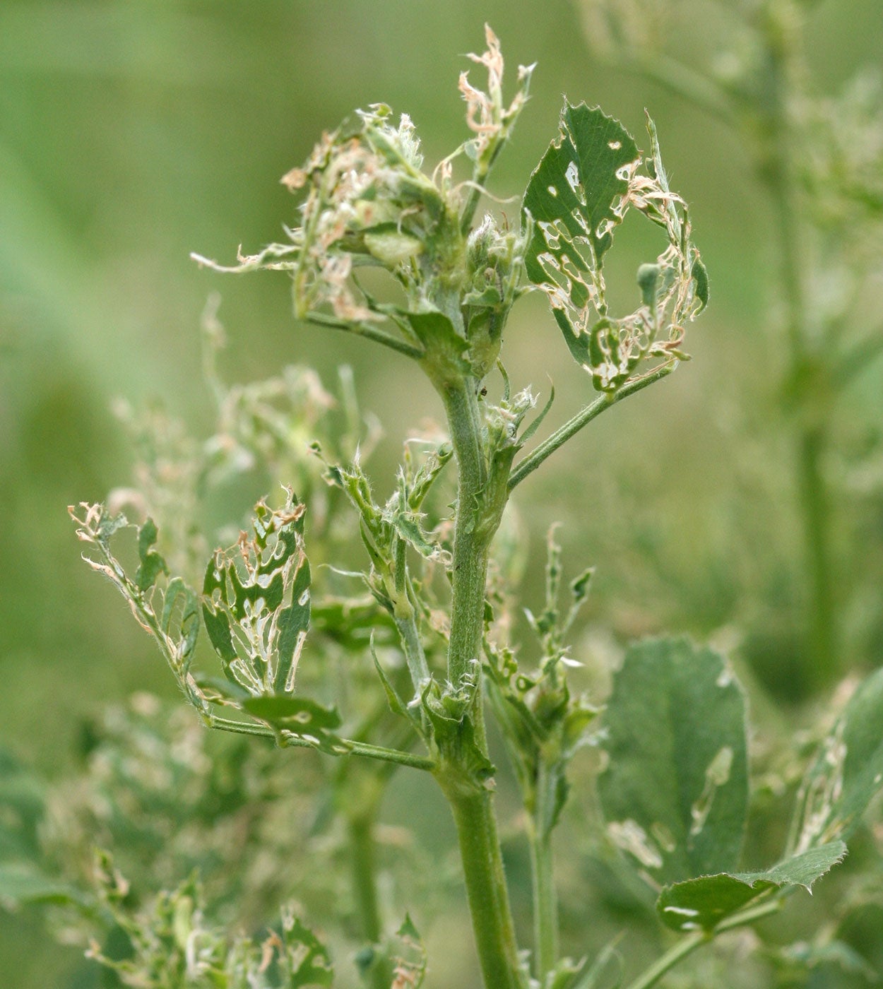 Alfalfa plant that has numerous holes in the leaves.