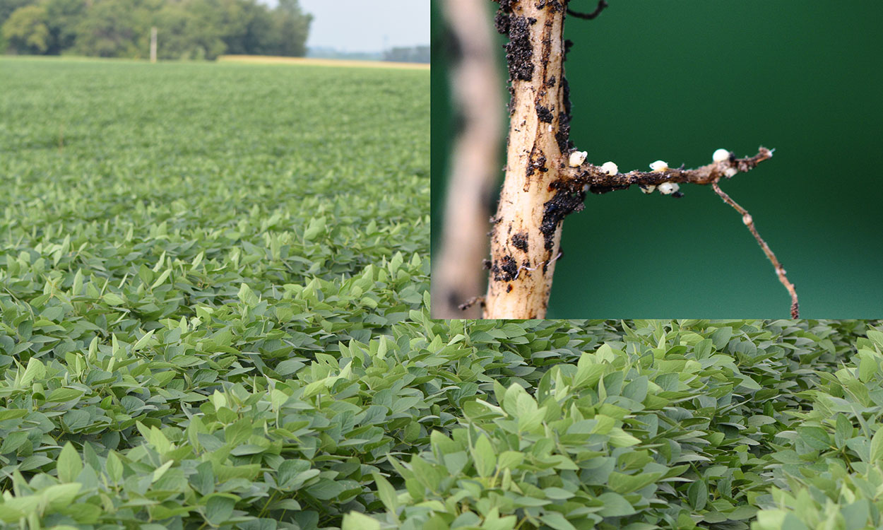 A soybean field showing healthy soybean plants, but roots are infested with SCN. The top right corner has an in-set picture that shows a soybean root with white pear-shaped SCN female cysts.