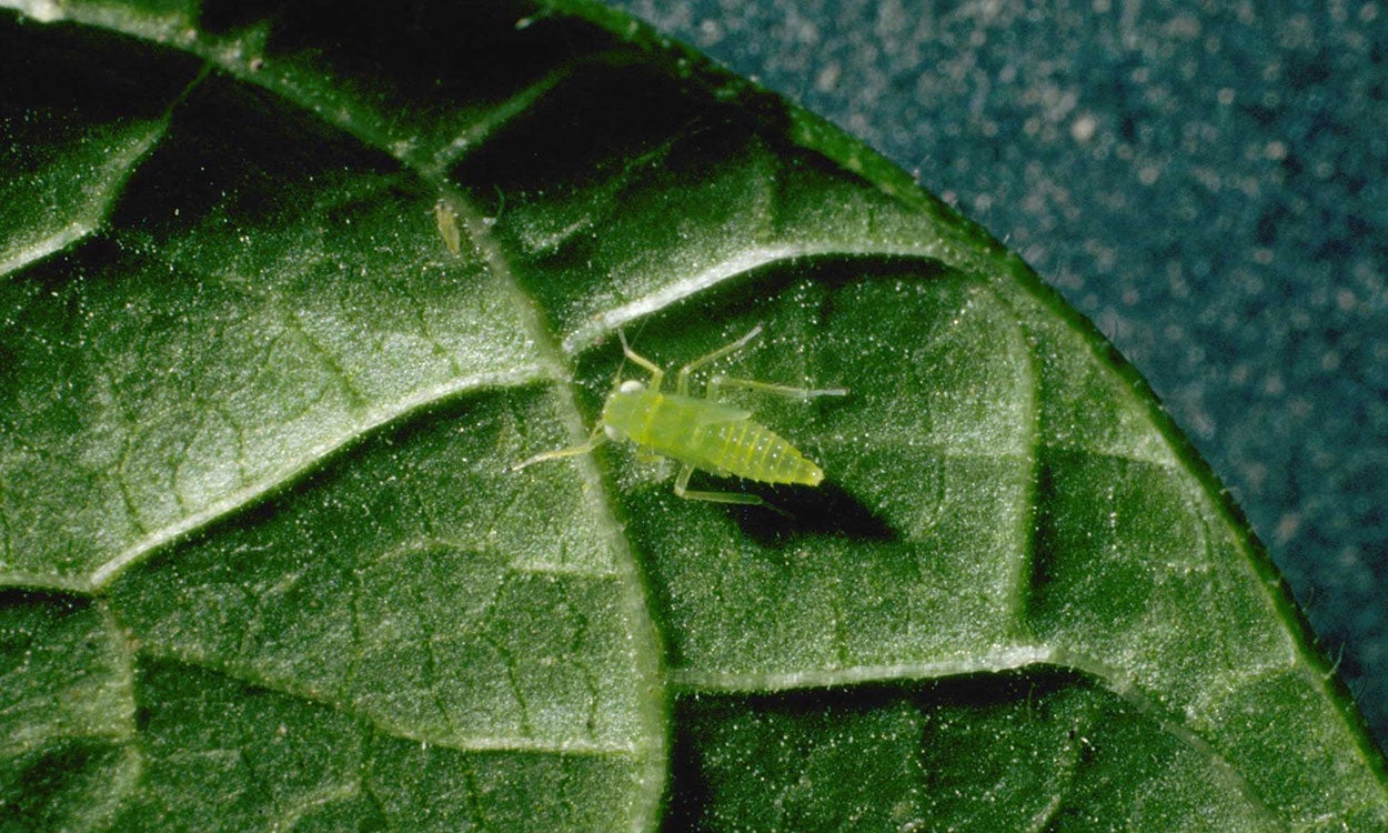 Small, green leafhopper nymph on a green leaf.