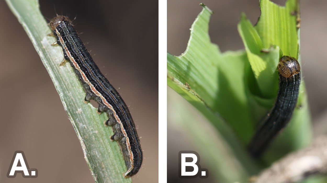 Two caterpillars. From left: Dark green caterpillar with an orange stripe feeding on a corn leaf. Dark green caterpillar that has an orange head with a network of black lines.
