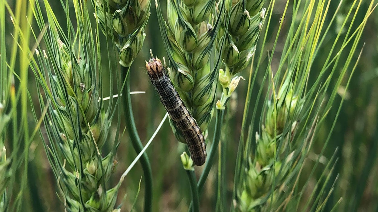 Dark-colored caterpillar feeding on wheat head.