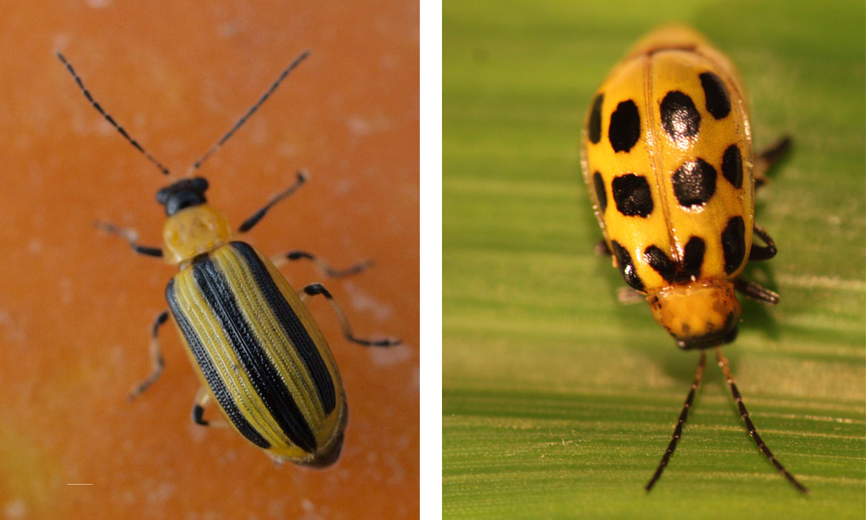 Two beetles. From left: Yellow beetle with a black head and three distinct black stripes on the back. Yellow beetle with a black head and twelve black spots on the back.