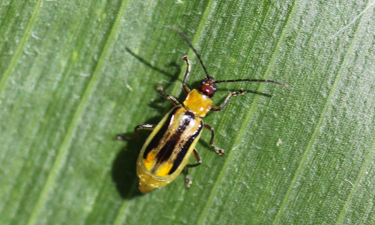 Yellow beetle with a black head and three lines on the back.