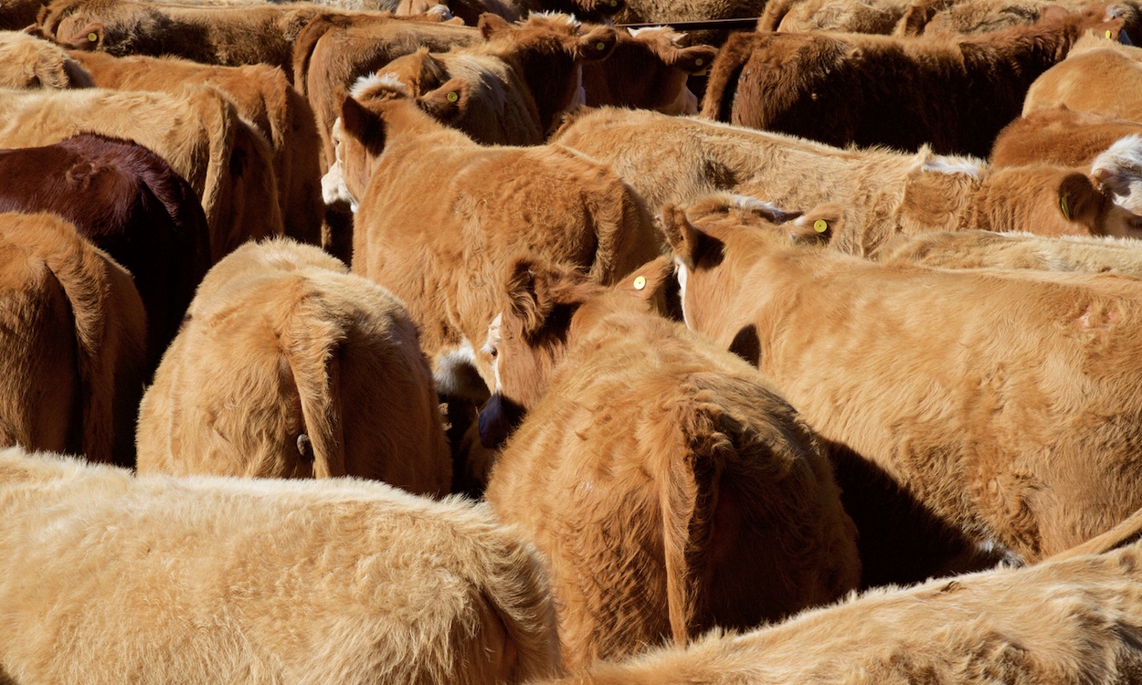 Group of mixed, brown cattle being moved into a feed yard.