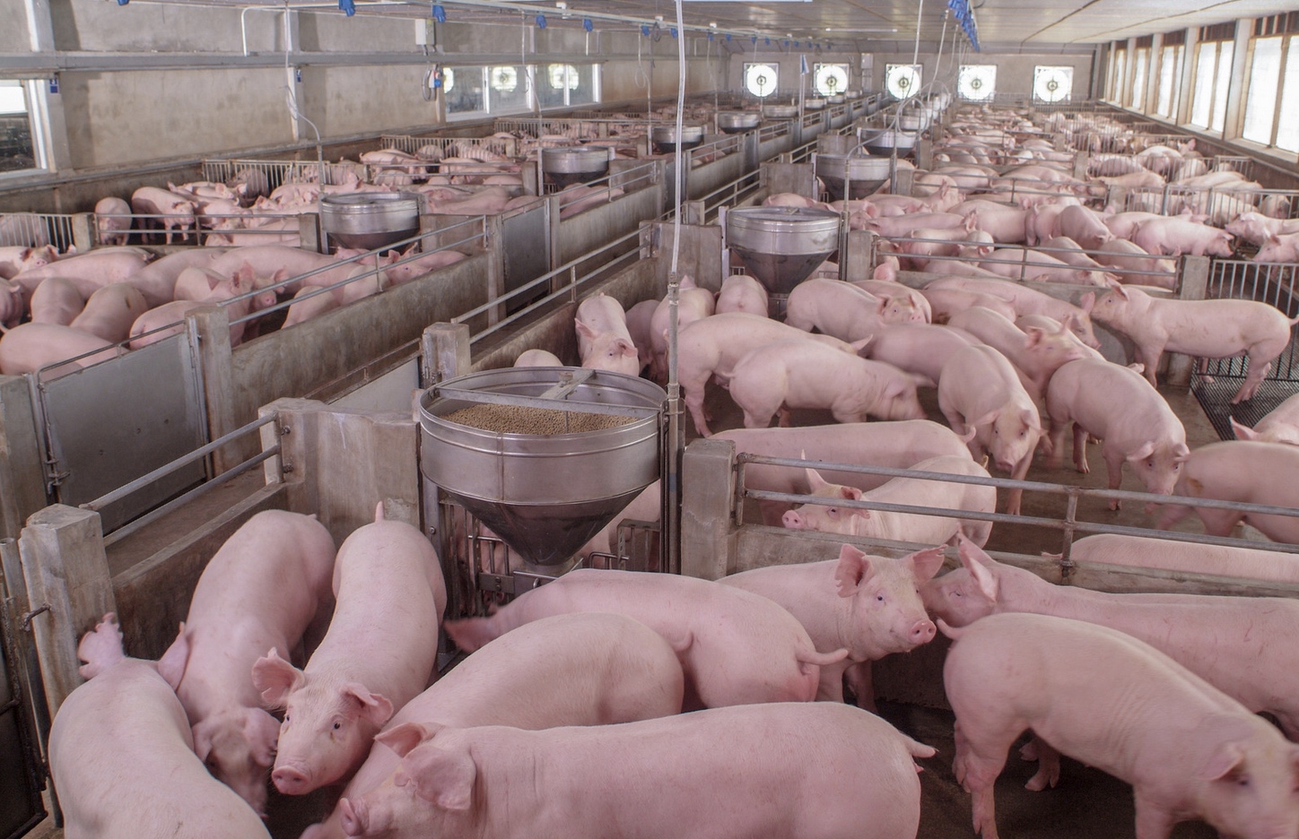 Several young swine in a feeding facility.