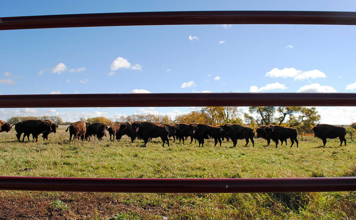 Herd of bison behind a fencline in a pasture.