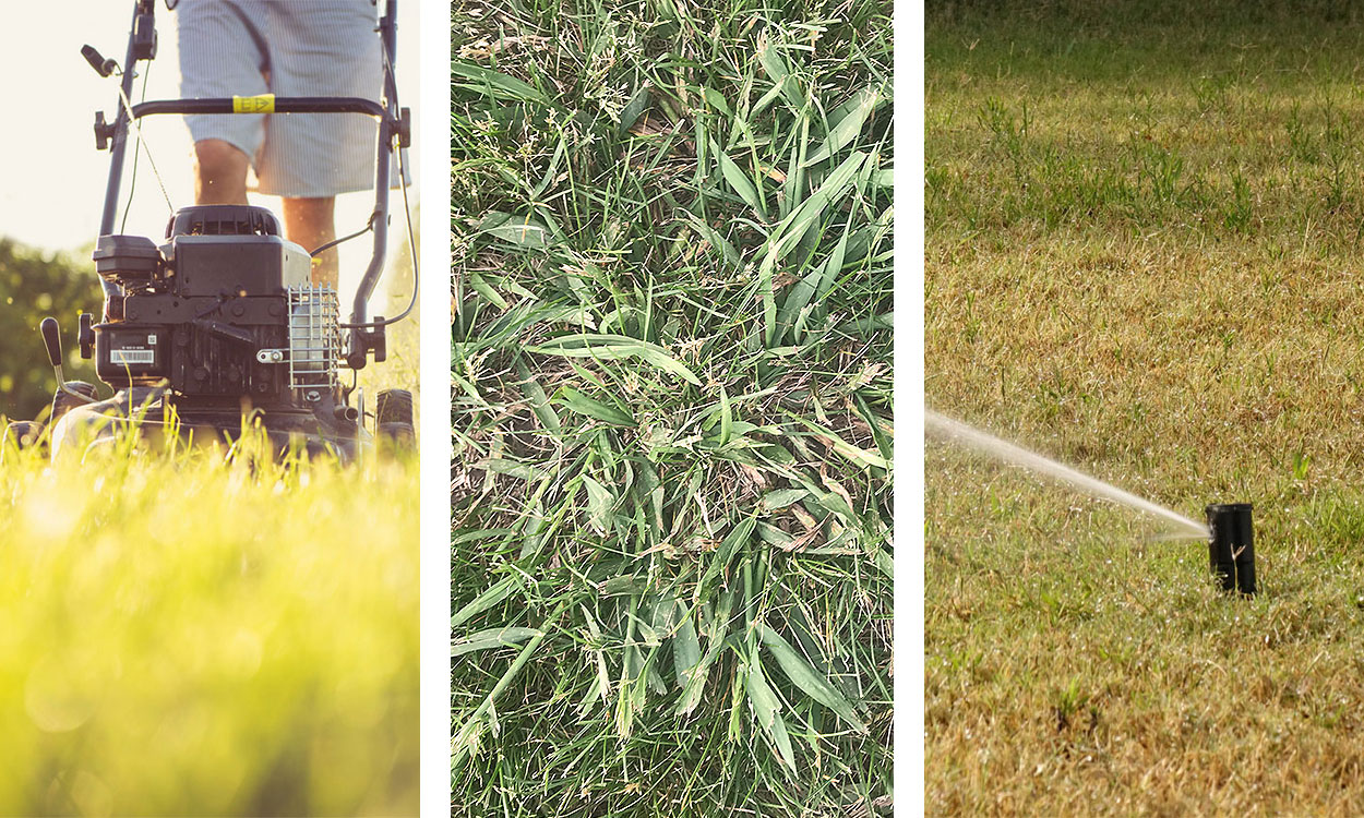 Three photos: Man mowing lawn, crab grass growing on lawn, sprinkler watering lawn.