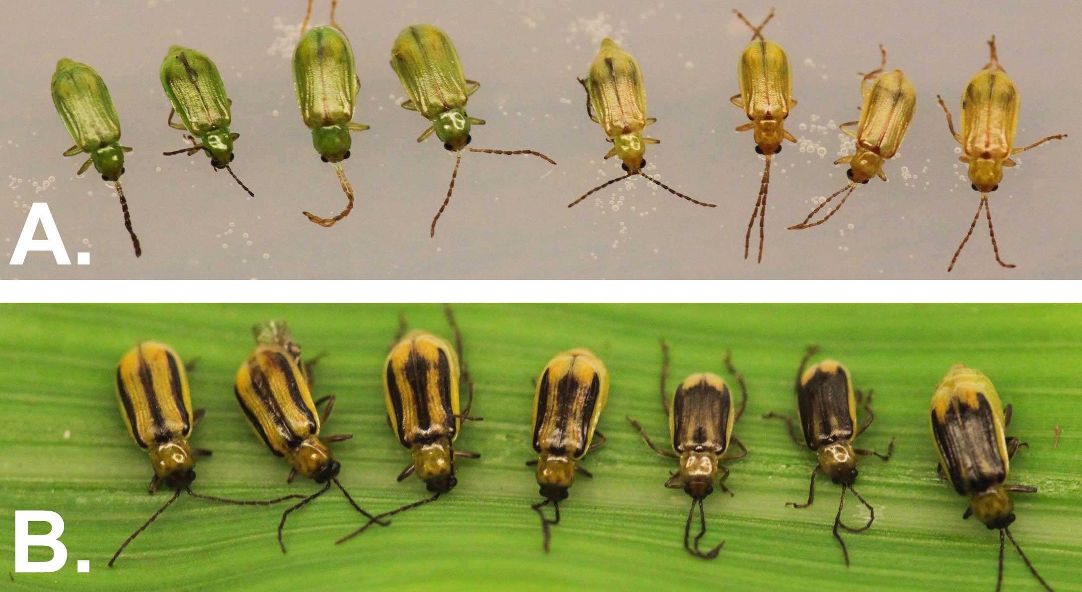 Eight green beetles in the top portion of the image and seven yellow beetles with varying black stripes in the bottom portion of the image.