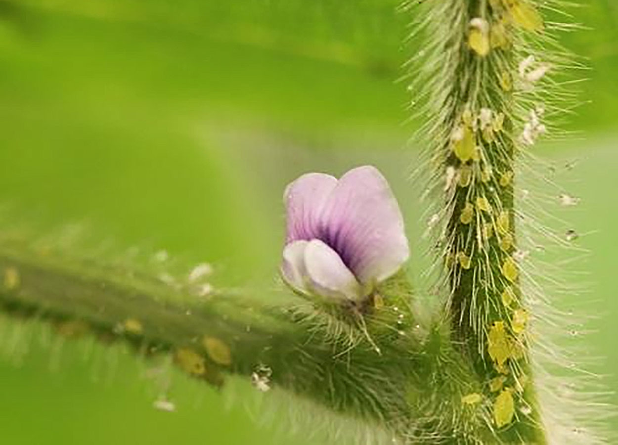 Small, green teardrop shaped insects on a green, soybean stem with pink flower.
