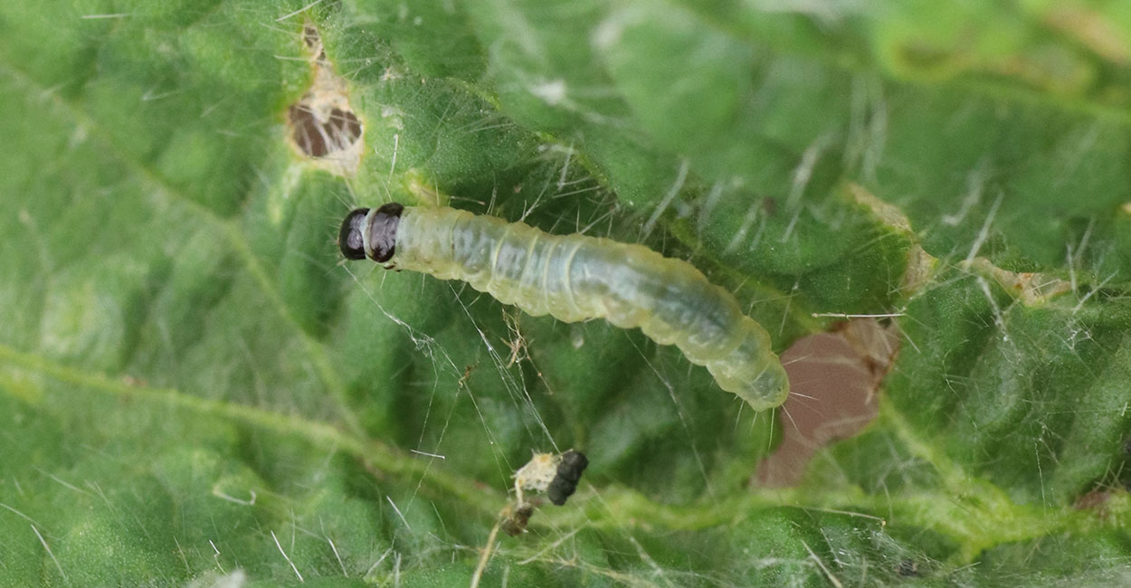 Green caterpillar with a dark brown head.