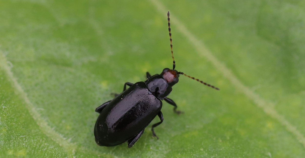 Black beetle with a red head on soybean leaf.