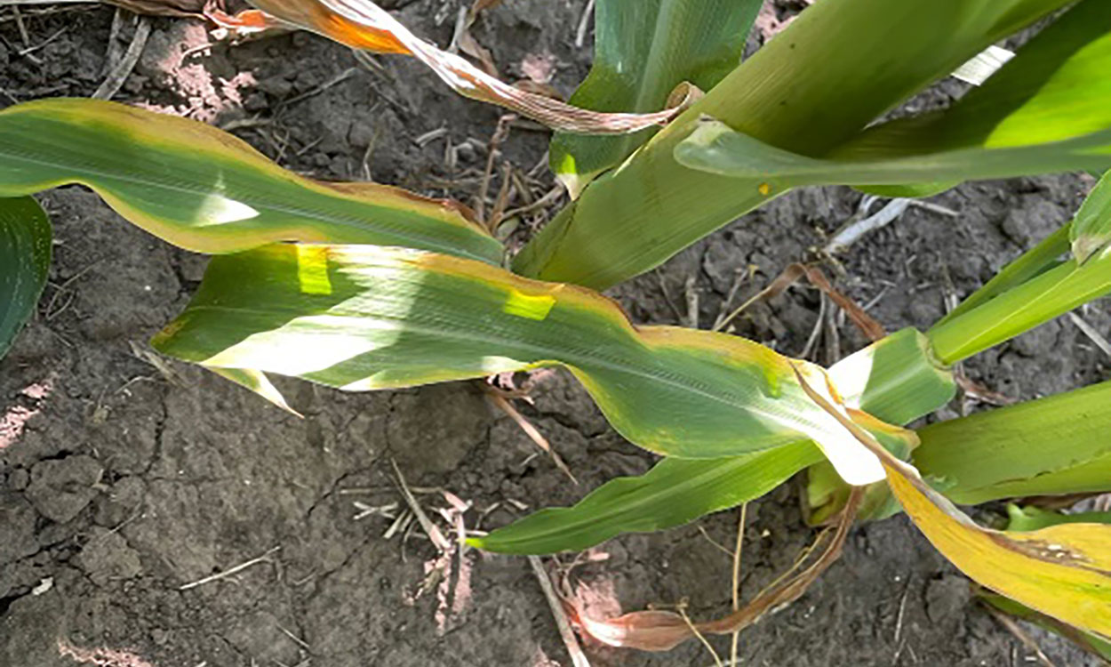 Corn plant with yellowing leaf edges due to potassium deficiency.