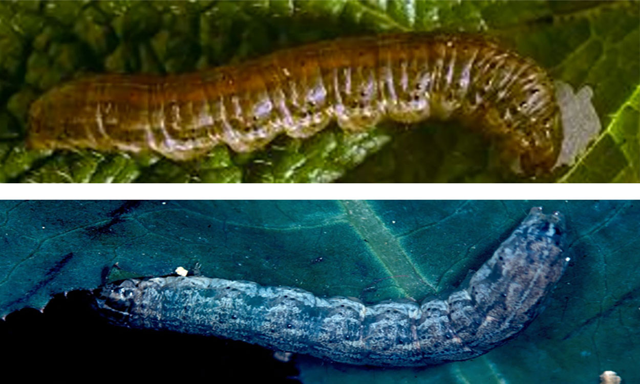Caterpillar with a red stripe on its back sitting on a green leaf. Bottom: Mottled gray caterpillar sitting on a green leaf.