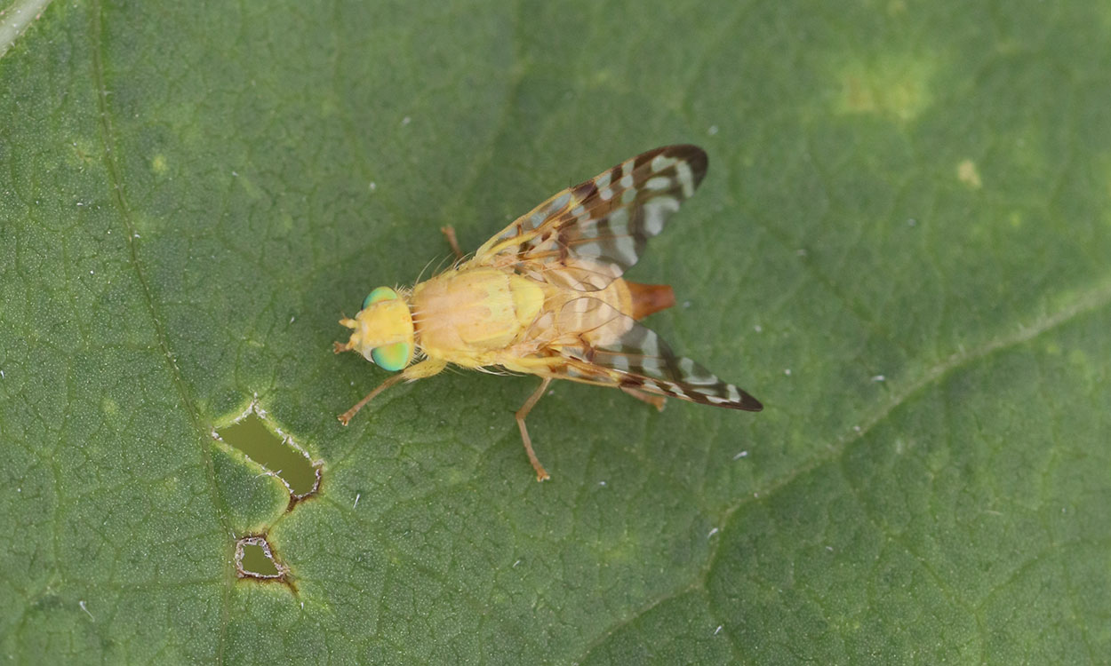 Light colored fly with dark pattern on wings sitting on a green leaf.
